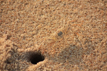 Petit crabe sortant de son abri dans la sable sur la plage de lomé, Togo