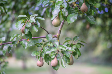 Pears on a pear tree
