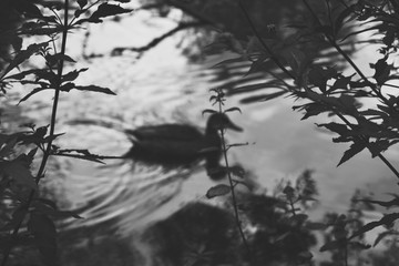 silhouette of a girl