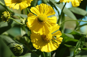 Autumn Gelenium flowers