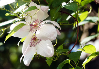 Flowers Clematis Lucky Charm