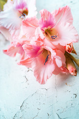 pink gladiolus flower on a white cracked surface
