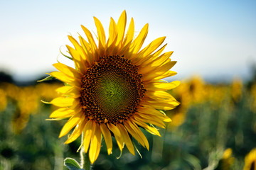 sunflower field in summer