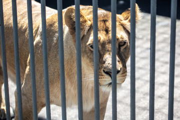 Lion behind bars at the zoo.