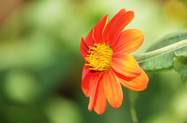 Flowers of Tithonia