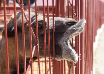 Camel behind bars at the zoo.