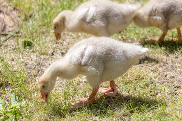 Ducklings graze in the grass in nature.
