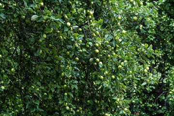 Obraz premium Apple orchard with green ripening apples