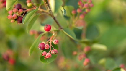 Amelanchier berries in a vegetable garden at sunset.
