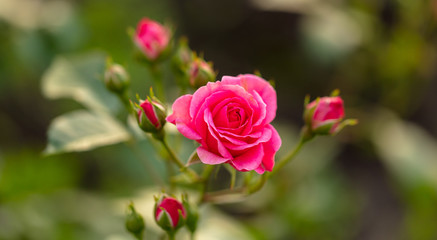 Beautiful rose in the park.