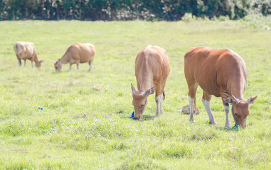 3 June 2013, Bali, Indonesia: Cows At Green Pasture, Bali, Indonesia.