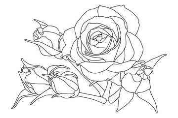 Vector illustration. Hand drawing rose flowers. Coloring page. Botanical illustration.