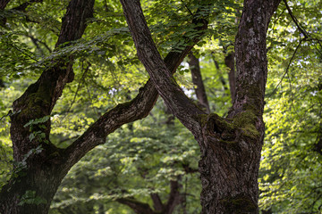 crossed branches of old trees with beautiful bark