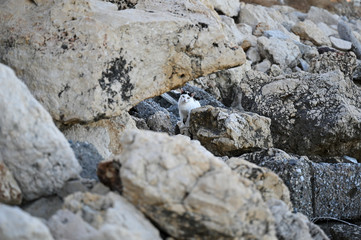 Gato entre rocas