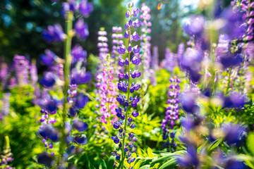 Beautiful purple flower grows in the park.
