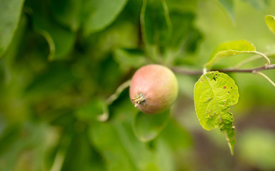 Apples on the branches of trees in the summer.