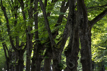 alley of old trees in the summer Park