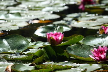 Seerosen im Wasser