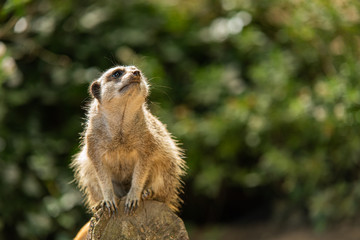 Meerkat, cute animal with curious look