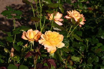 Bush of beautiful sunlit yellow roses in the garden close up
