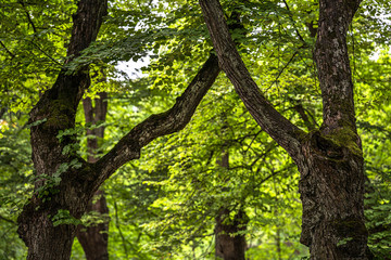 crossed branches of old trees with beautiful bark in the summer Park