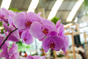 pink Phalaenopsis or Moth dendrobium Orchid flower in winter or spring day tropical garden Floral...