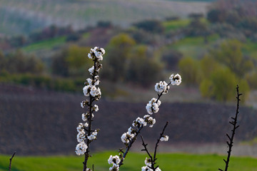 Ciliegio in fiore 
