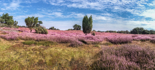 Die Westruper Heide bei Haltern am See-Panoramafoto