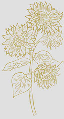 sunflower