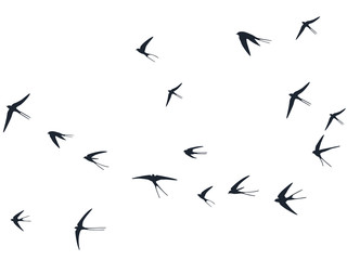 Obraz na płótnie Canvas Flying swallow birds silhouettes vector illustration. Migratory martlets group isolated on white. 