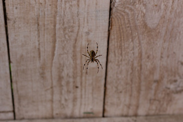 spider on a wooden background