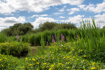 Obraz premium field of flowers