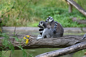 two ring tailed lemurs on a tree