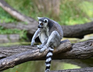 a ring tailed lemur sitting on a tree