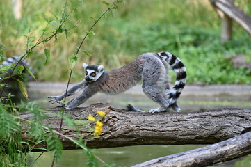 a ring  tailed lemurwalks on a tree