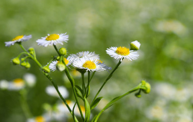 Chamomiles, daisies
Chamomile flowers field wide background in sunlight. Beautiful scene scenes. Chamomile sky. Chamomile close up. Beautiful meadow. Summer background.