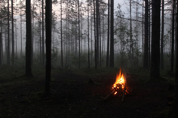 forest fire in the forest