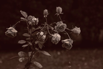 Fototapeta na wymiar vintage image of a rose Bush in Sepia