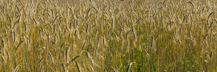 Close up of golden barley field.