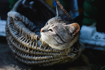 Beautiful cat sitting in a retro basket