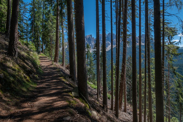 Sentiero tra pini nel bosco