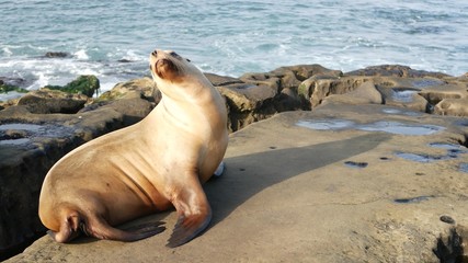 Sea lion on the rock in La Jolla. Wild eared seal resting near pacific ocean on stone. Funny wildlife animal lazing on the beach. Protected marine mammal in natural habitat, San Diego, California USA