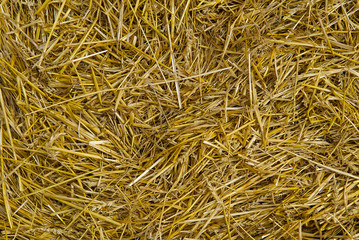texture of dry straw. Yellow dry hay background close-up.