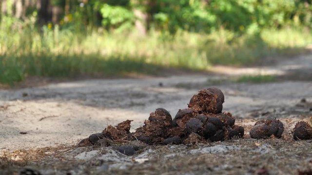 Horse shit lies on the road in forest