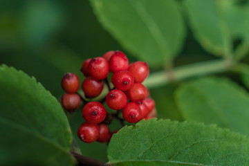 Red elderberry, against green leaves, in the forest, macro