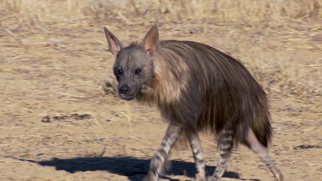 A close full body shot of a Brown Hyena walking in the Kalahari.