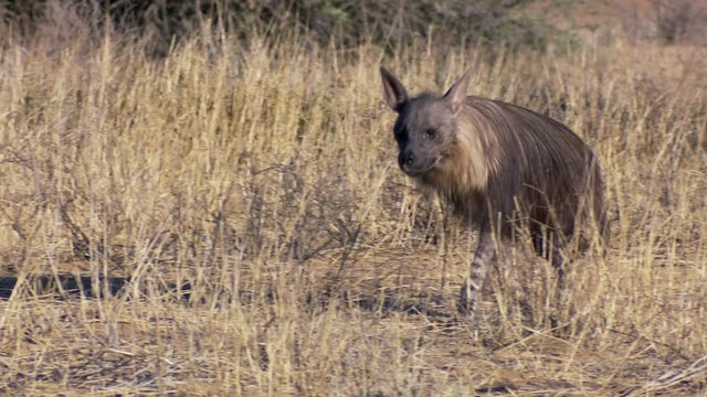 A close full body shot of a brown hyena walking through the dry grassland, stopping and looking.