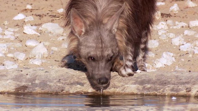 A medium close-up of a skittish brown hyena checking her surroundings while drinking at a waterhole in the Kalahari.