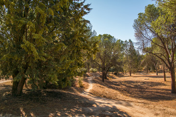 drzewa  las niebo liście natura krajobraz ścieżka leśna © Katarzyna