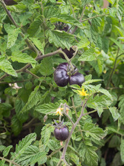 Reife schwarze Tomaten der alten Sorte "Königin der Nacht" hängen an einen Strauch.